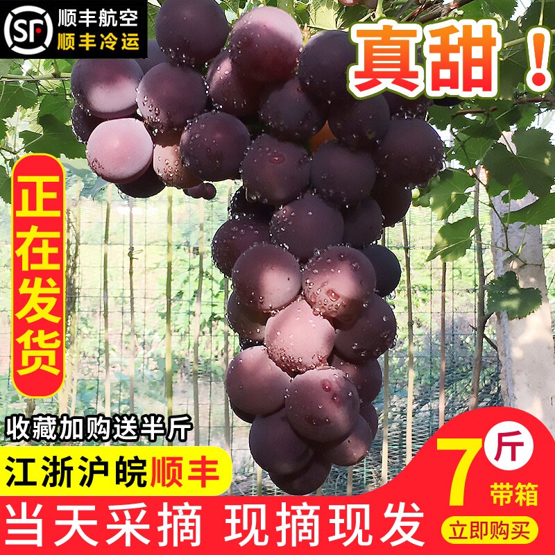 十年老店浦江巨峰葡萄新鲜时令水果夏季浙江葡萄5斤整串顺丰包甜