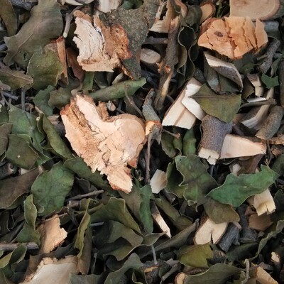 杨桃寄生，一百多年杨桃树的杨桃寄生  钧诺堂杨桃寄生
