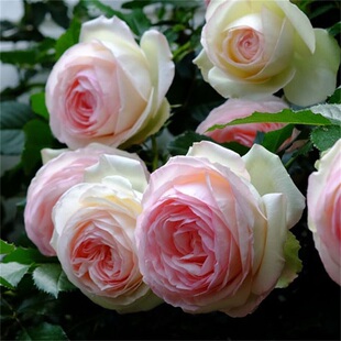 藤本月季粉色龙沙宝石春天花量大开一季经典粉色需要春化