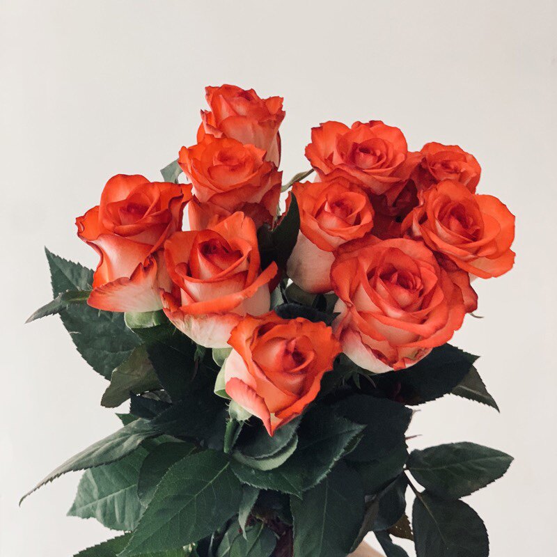 二师兄的彩花涧雅西卡切花胭脂扣肯尼亚切花月季四季盆栽阳台庭院