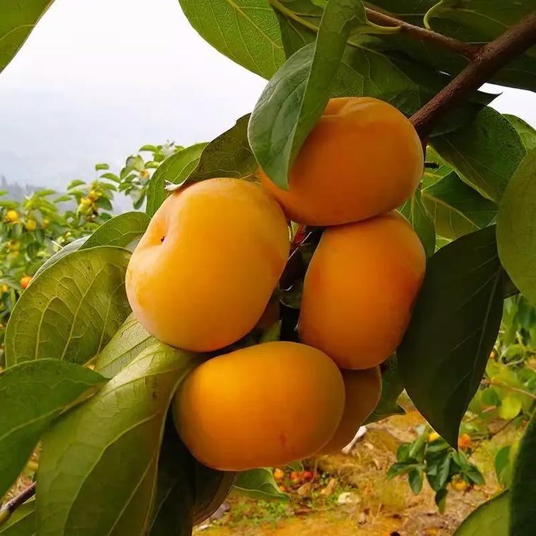 太秋甜柿子树灰太狼嫁接果树原土