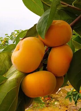 太秋甜柿子树灰太狼嫁接果树原土易活简易盆栽