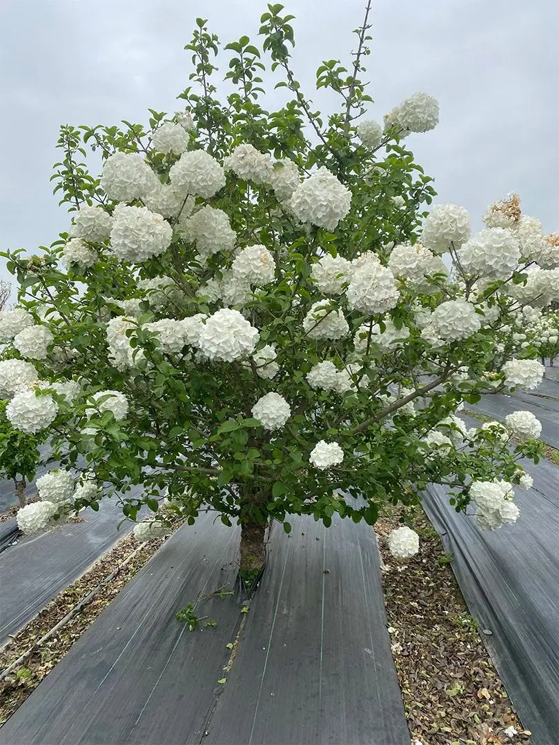 欧洲木本绣球玫瑰圆椎夏日盆栽