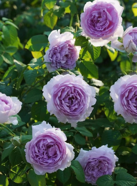 中国现代月季隐隐青紫色包子浓香多季节开花灌木可垂吊