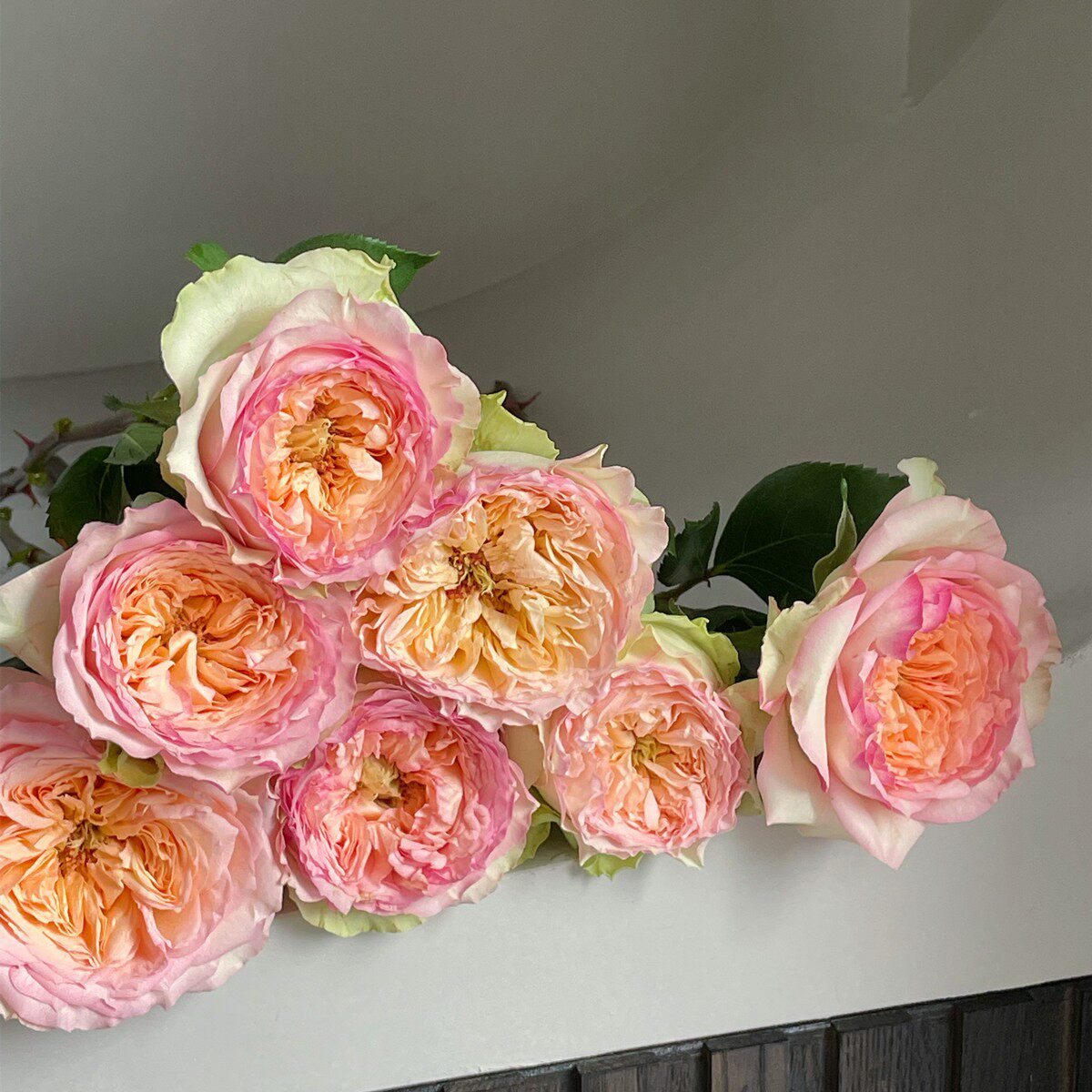 二师兄月季蝴蝶公主新品切花玫瑰颜色多变庭院花园盆栽地栽