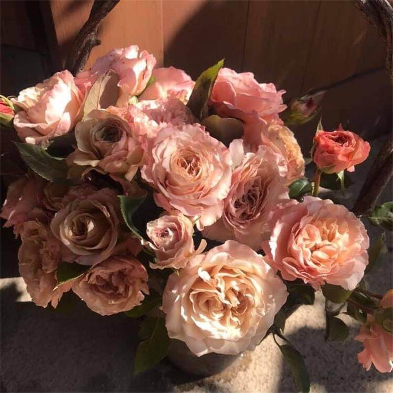 日本月季河本第九天使光之翼盆栽小苗