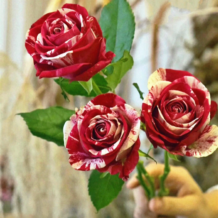 二师兄月季水瓶座玫瑰条纹切花月季少刺直立勤花抗病室外阳台庭院,鲜花速递/花卉仿真/绿植园艺,月季/蔷薇/玫瑰,淘宝优惠券,粉丝福利购,淘宝优惠卷