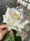 花苗四季 保罗二世新品 进口切花月季 开花大花纯白浓香灌木勤花