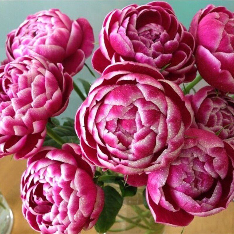 日本玛丽玫瑰花苗妖花月季叶片很丑花似牡丹盆栽花卉室外观花,鲜花速递/花卉仿真/绿植园艺,月季/蔷薇/玫瑰,淘宝优惠券,粉丝福利购,淘宝优惠卷