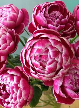 二师兄的彩花涧玛丽玫瑰月季