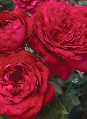 大花月季詹尼斯灌木大红色清香长势好庭院阳台花园盆栽