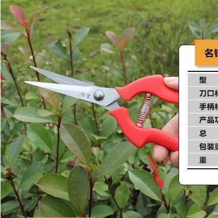 家庭园艺修枝剪二师兄自家月季铁线莲绣球修剪剪刀好用方便实用