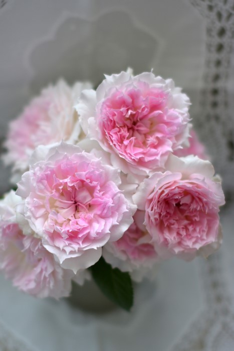 河本月季镂空/镂刻粉色浓香