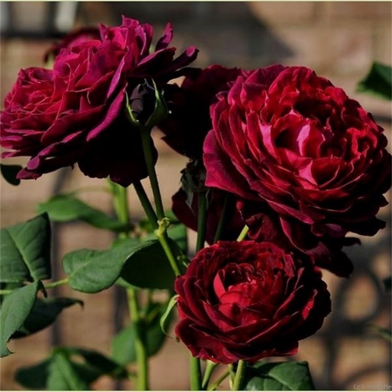 二师兄月季不眠之夜/黑鱼子酱切花暗黑色大花浓香庭院阳台室外