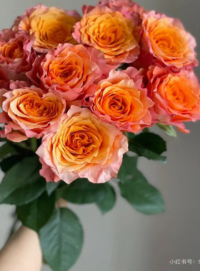 火灵鸟切花月季玫瑰橙色大花多季勤花抗病阳台庭院花卉盆栽地栽