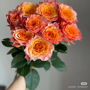 火灵鸟切花月季玫瑰橙色大花多季勤花抗病阳台庭院花卉盆栽地栽