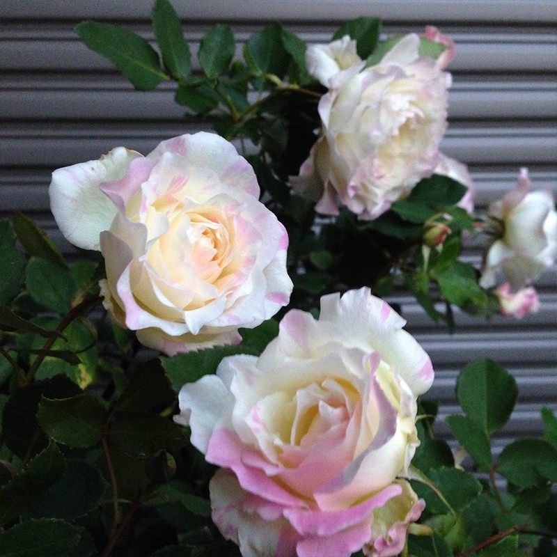 日本河本月季法式千层酥灌木小苗