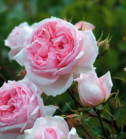 可藤可灌月季维基伍德玫瑰浓香