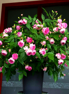 日本月季玛姬婶婶紫色微月非常勤花抗病盆栽小苗