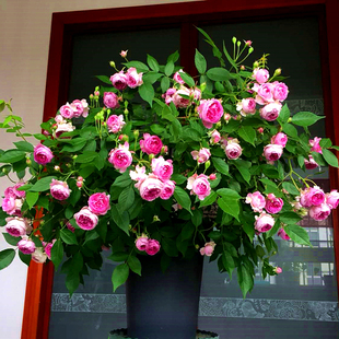 日本月季玛姬婶婶紫色微月非常勤花抗病盆栽小苗