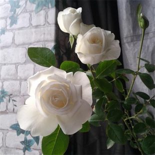 二师兄月季珍妮莫罗白色大花浓香灌木盆栽庭院阳台花园室外观赏