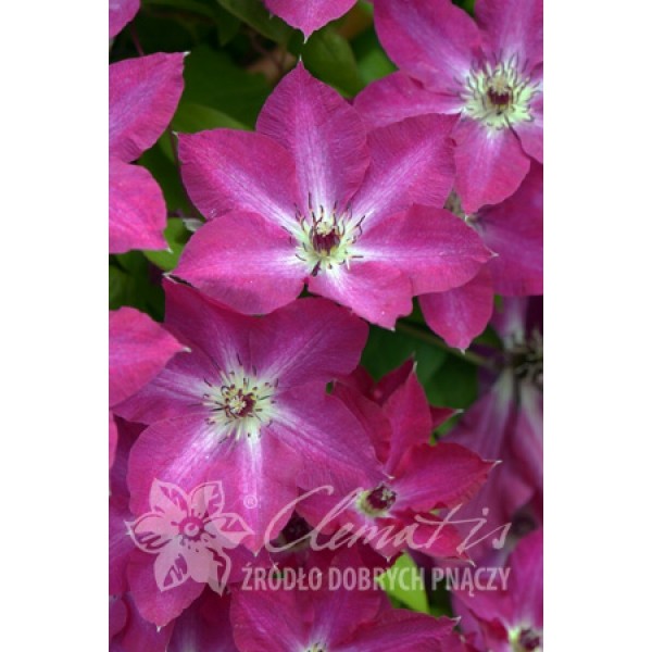 二师兄波罗尼亚铁线莲盆栽花园庭院阳台耐寒藤本植物(冬天休眠)