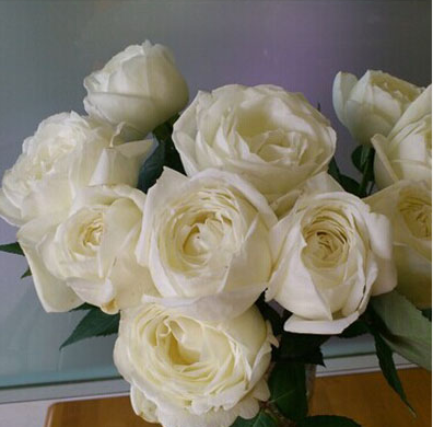 二师兄月季伊芙根接3升盆栽（集合）伯爵婚礼之路大花浓香切花,鲜花速递/花卉仿真/绿植园艺,月季/蔷薇/玫瑰,淘宝优惠券,粉丝福利购,淘宝优惠卷