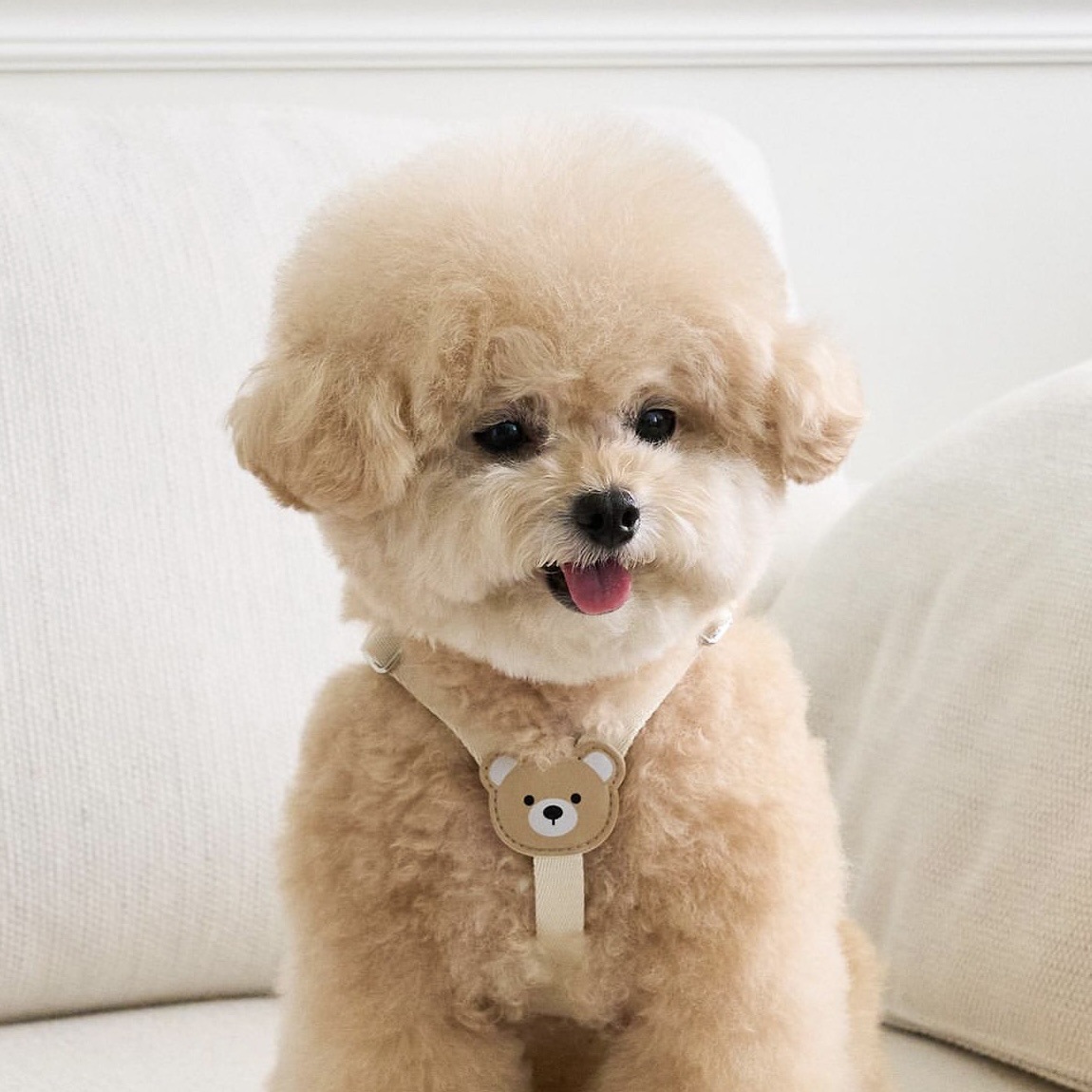 韩国ins可爱皮质柔软耐用胸背套装泰迪比熊犬猫咪狗狗外出牵引绳
