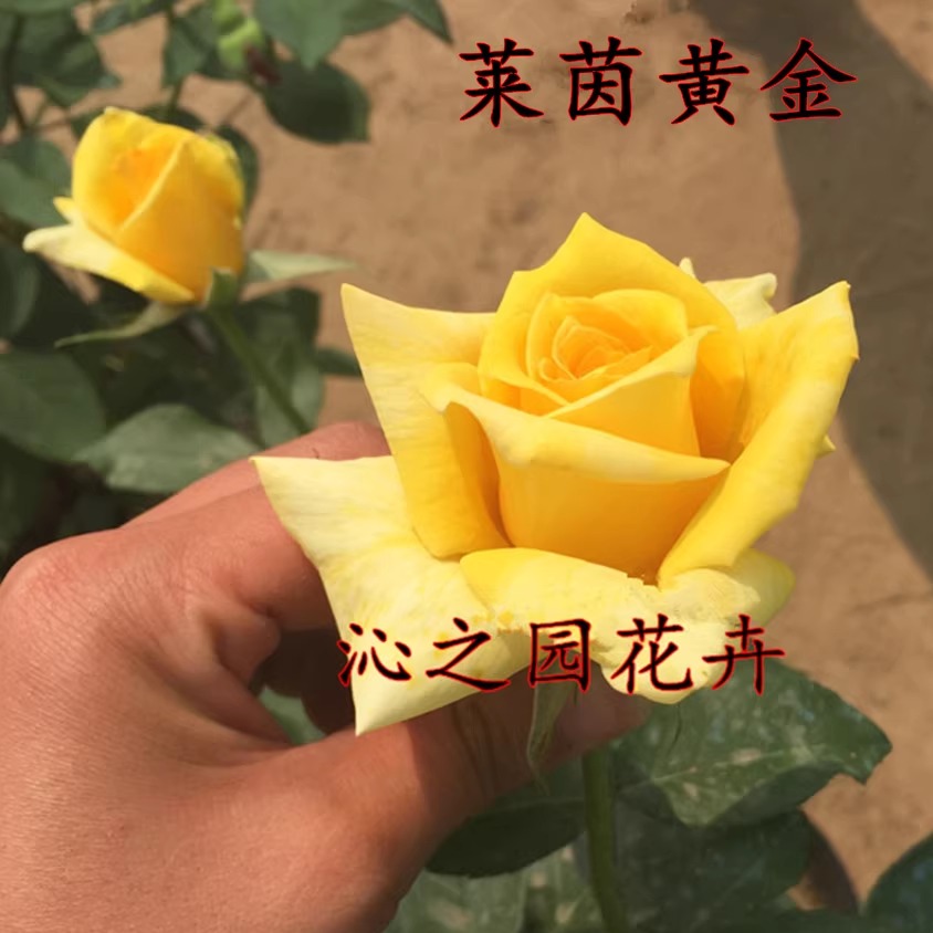 玫瑰花苗 莱茵黄金 盆栽月季花苗 庭院观花植物大花月季苗包品种