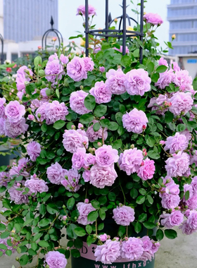 蓝色阴雨爬藤月季花苗勤花抗病庭院四季阳台可垂吊植物盆栽花苗