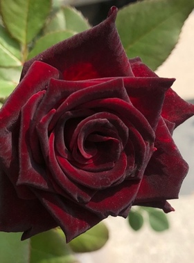 黑魔术月季 切花玫瑰月季花苗勤花多季抗病黑红色阳台庭院盆栽