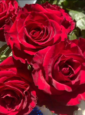 红丝绒月季花阳台盆栽大花切花玫瑰淡香庭院地栽灌木红色勤花抗病