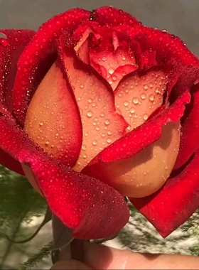 马萨德医生  红色大花浓香多头开勤花抗病多季节重复开花盆栽中苗