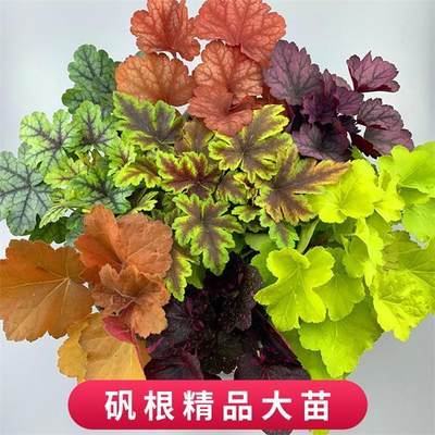 观叶绿植物耐寒四季花园盆栽大苗