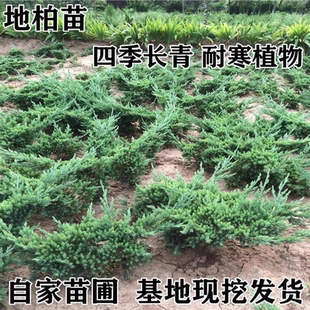 苗铺地柏苗地柏地柏松地地柏树盆景爬植物素材工程铺地柏苗绿化爬
