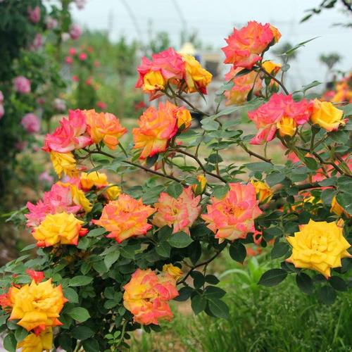 爬藤月季蔷薇花苗大花多季浓香