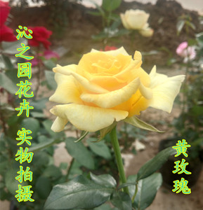 盆栽室内有氧植物玫瑰花苗绿植花卉 黄玫瑰花苗黄金时代 带花发货