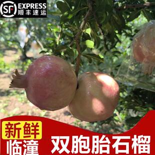 临潼双胞胎石榴硬籽特级当季新鲜水果一个支两果摆件订婚结婚贡品