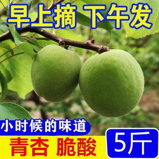 现摘新鲜青杏脆酸软核硬核青杏甜仁青杏酸脆杏子孕妇水果开胃水果