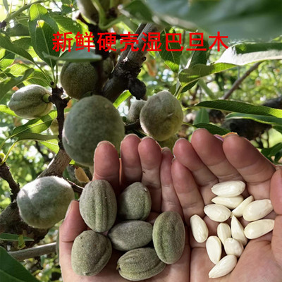 湿巴旦木带青皮绿皮硬壳生巴旦木扁桃仁新鲜大杏仁松鼠坚果