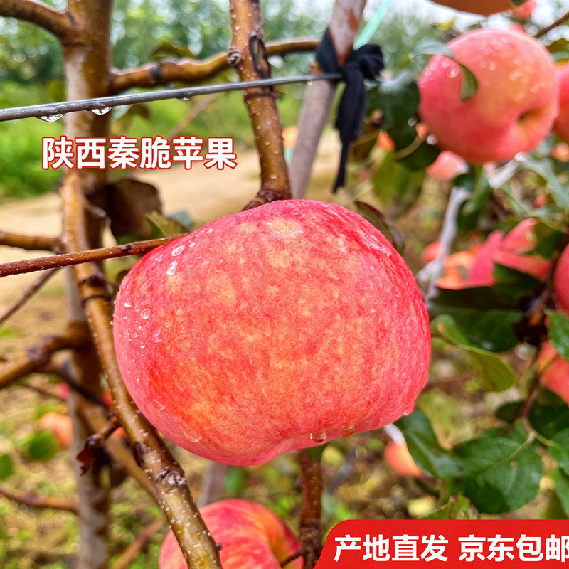 京东直达陕西秦脆苹果脆甜多汁个