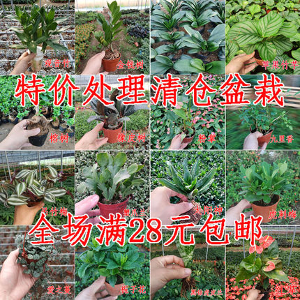 特价处理清仓盆栽植物花卉 发财树 文竹 红掌 爱之蔓花草盆景