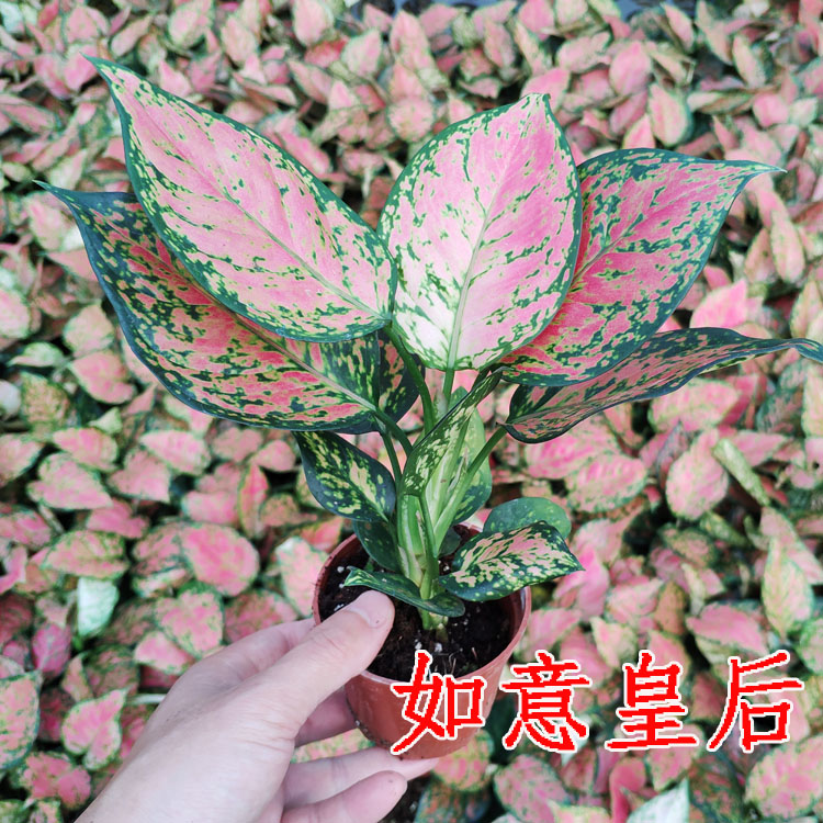 如意皇后 吉利红 万年红 盆栽花卉室内客厅观叶绿植盆景桌面植物