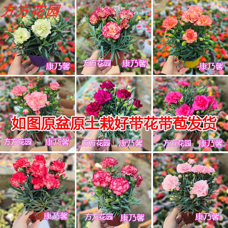 开花植物 带花带苞康乃馨盆栽 阳台花卉盆景植物 室内小植物