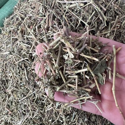 中药材大飞扬草新货乳汁节节无硫正品飞杨草整株干货野生洗澡包邮