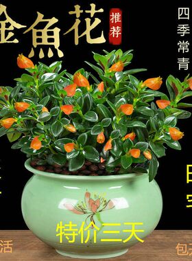 多肉植物吊兰盆栽好养发财树
