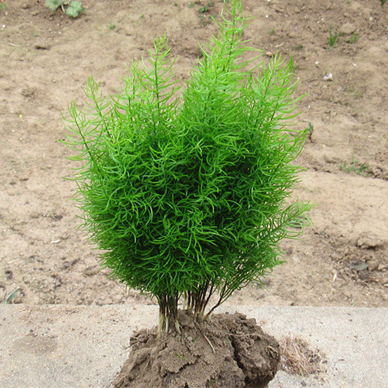 小绒松盆栽植物宿根耐寒植物小荣松四季绿色花卉