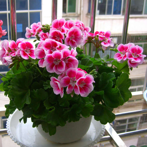 绿植盆栽垂吊洋绣球大花天竺葵