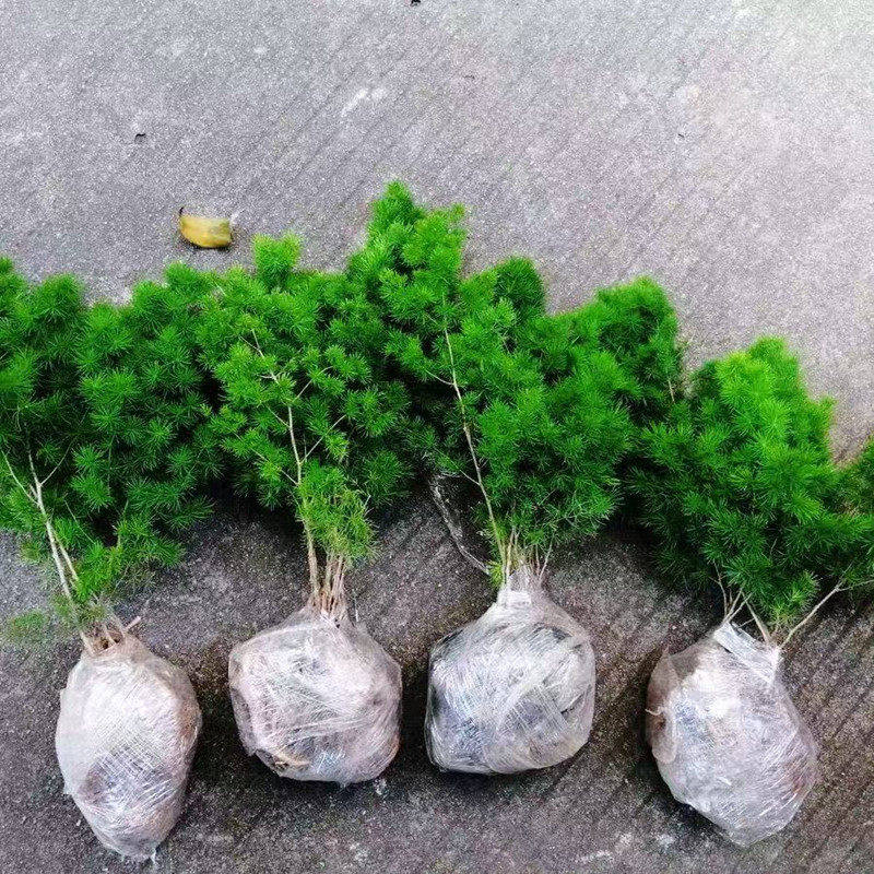 蓬莱松盆栽室内猴年招财盆景绿植吉祥猴四季常青办公室客厅植物