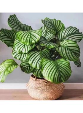 青苹果竹芋盆栽室内净化